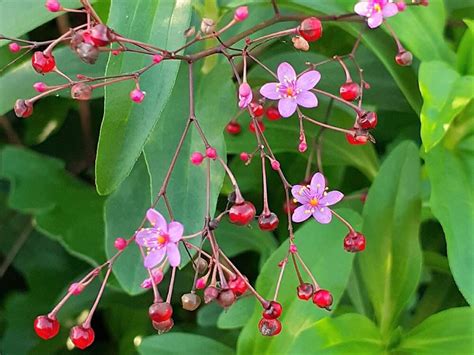 三時花|【植物図鑑】ハゼランの特徴や育て方・花言葉を紹介！栄養たっ。